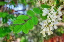اقاقیای توپی(پیوندی)